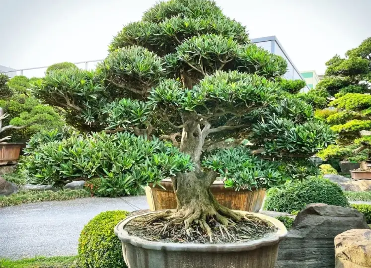羅漢松養護