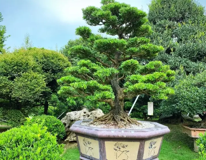 羅漢松施肥方法