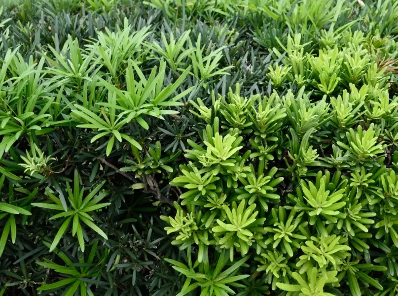 羅漢松施肥方法