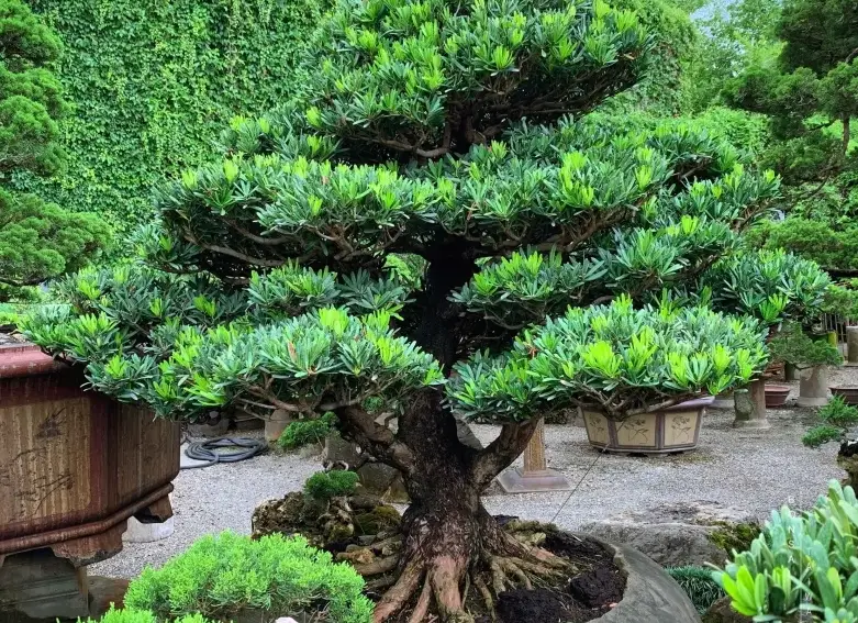 羅漢松養護