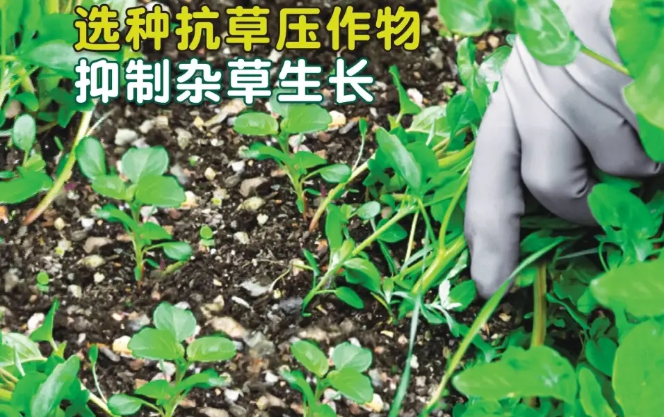 除草方法 除草方法