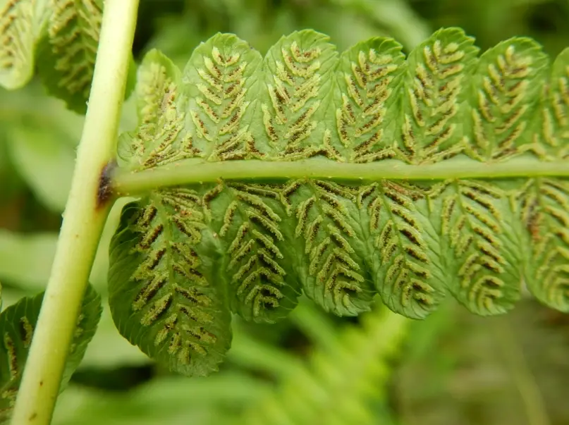 過溝菜蕨栽培 過溝菜蕨栽培