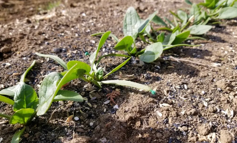 草坪種植技巧 草坪種植技巧