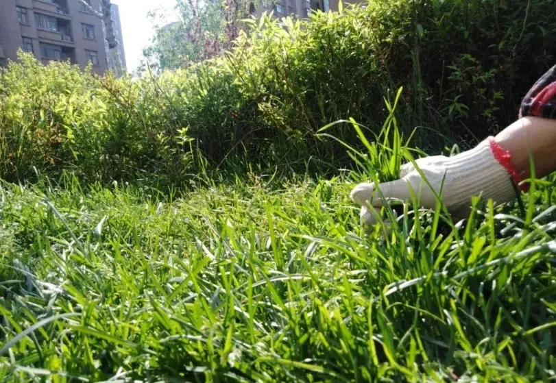 草坪維護 草坪維護