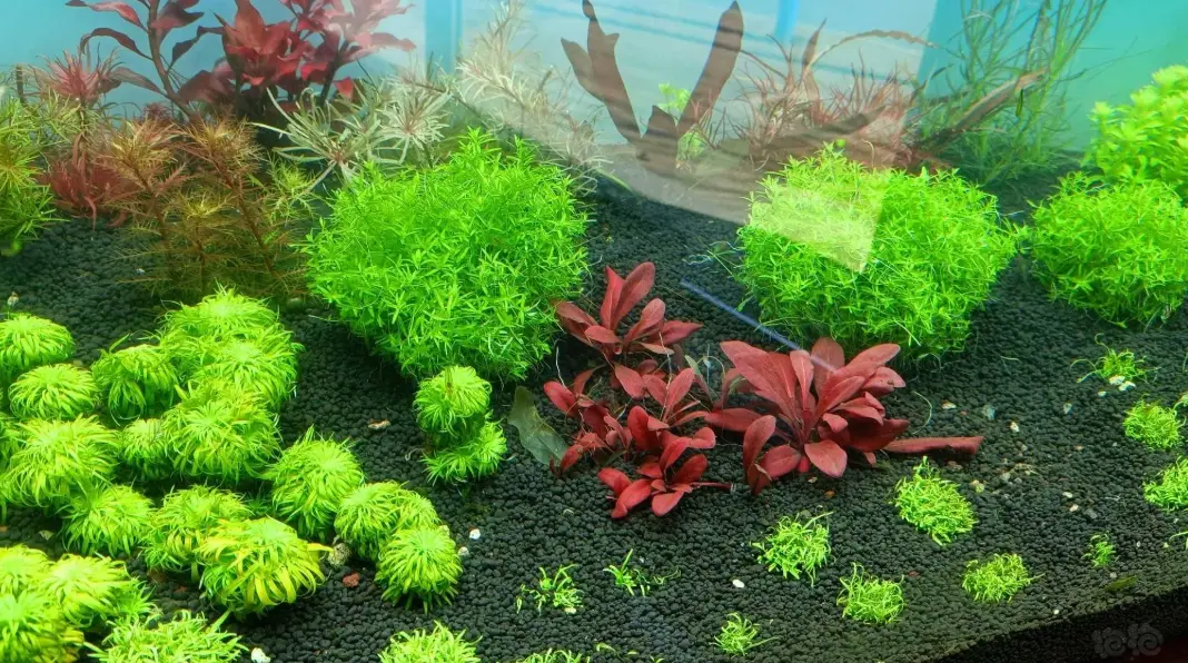 水草种植技巧 水草种植技巧
