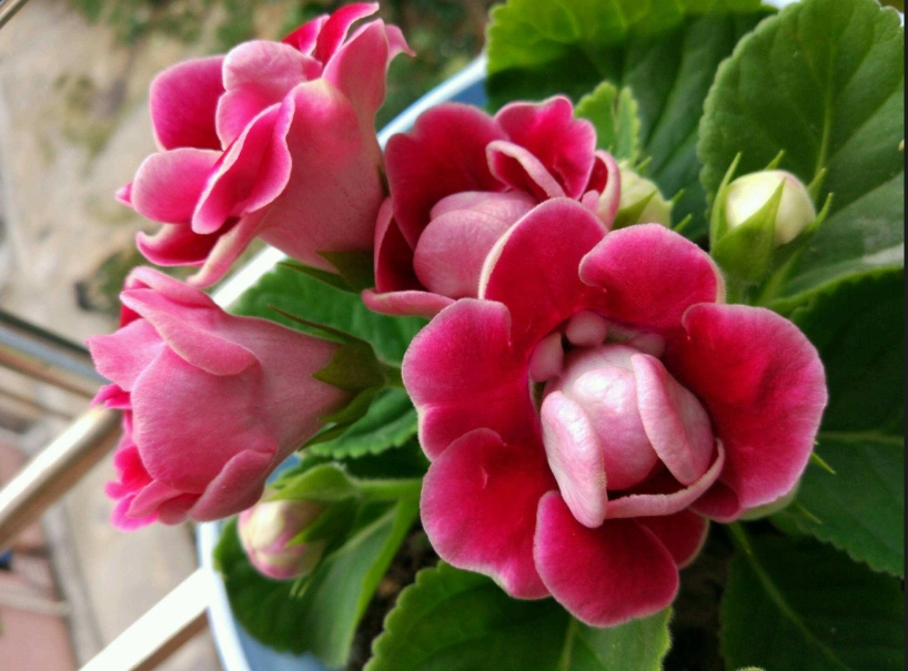 大岩桐再次開花 大岩桐再次開花