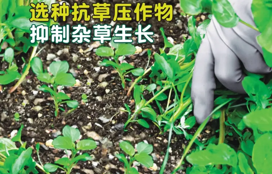 園藝維護