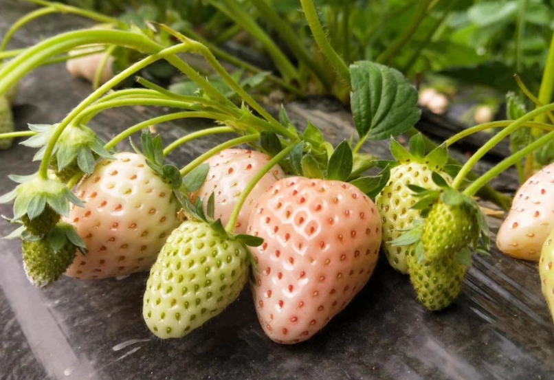 草莓甜度排名 草莓甜度排名