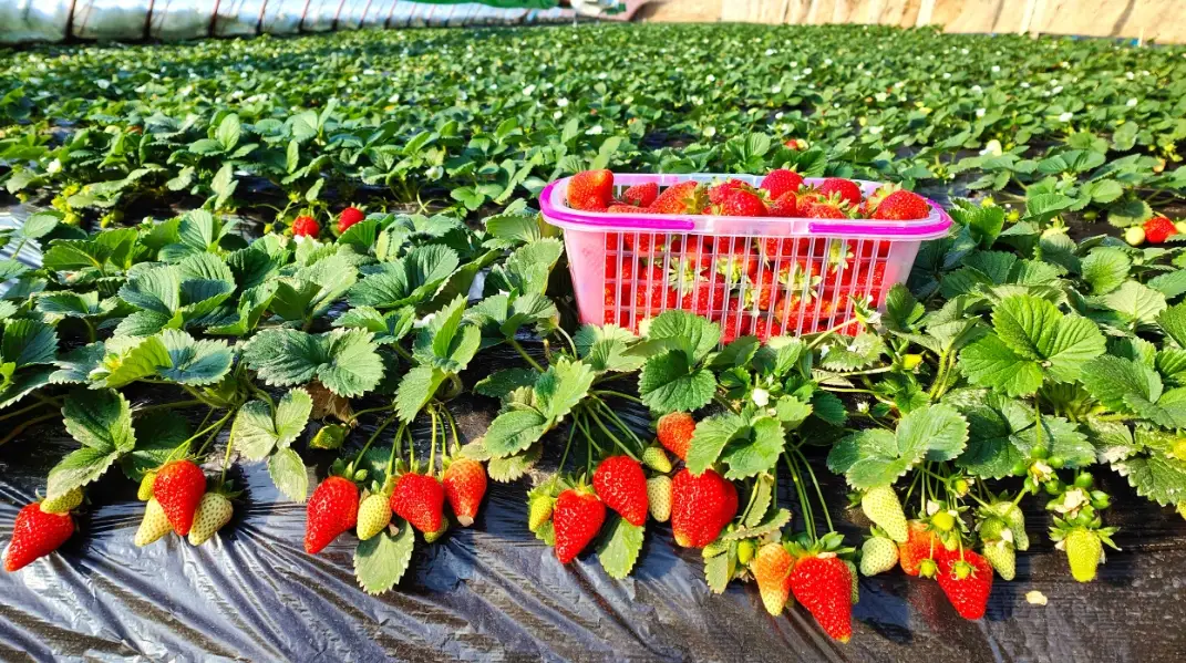 台灣草莓栽培 台灣草莓栽培