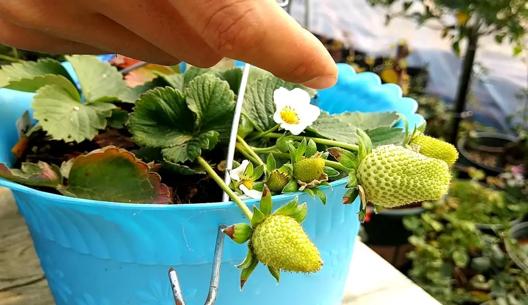 家庭草莓園 家庭草莓園