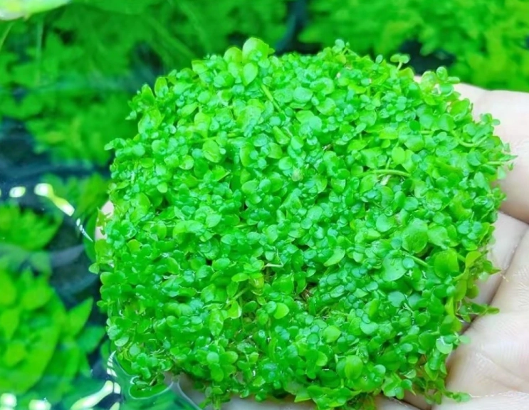 水草种植技巧 水草种植技巧
