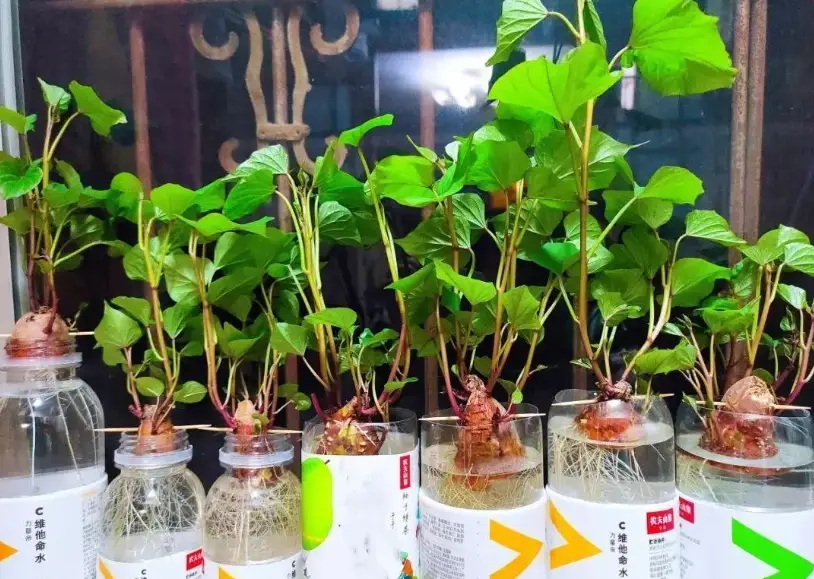 地瓜水耕 地瓜水耕