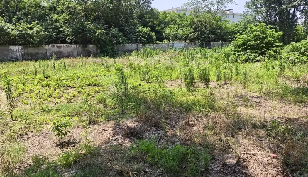 雜草處理 雜草處理