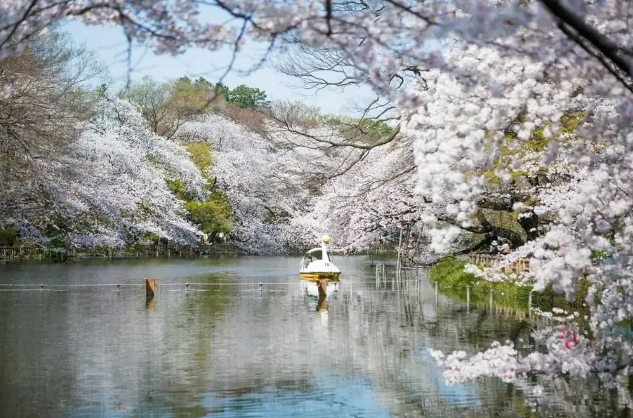 日本櫻花景點推薦 日本櫻花景點推薦