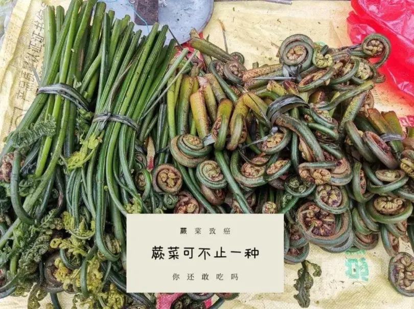 蕨類蔬菜 蕨類蔬菜