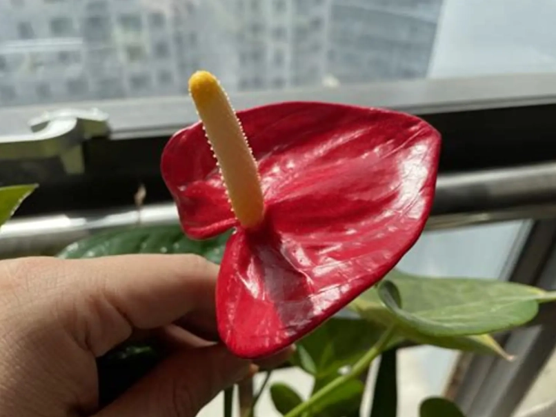 水培紅掌 水培紅掌