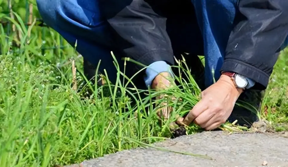 草地除草 草地除草