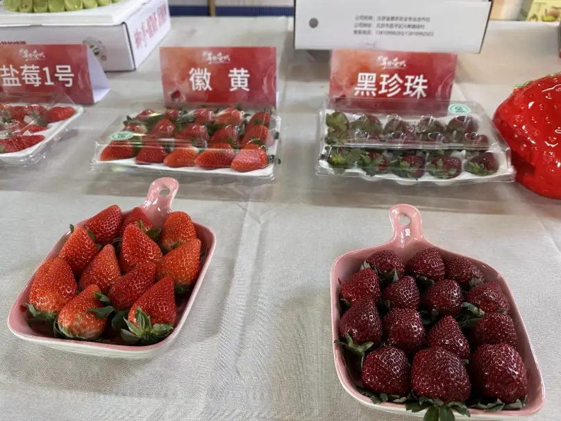草莓品種甜度