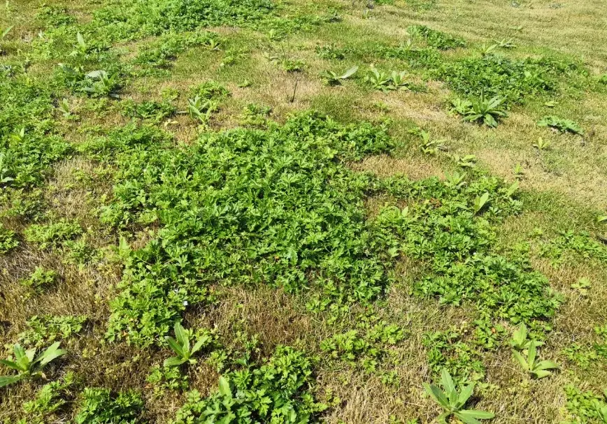 草地除草 草地除草