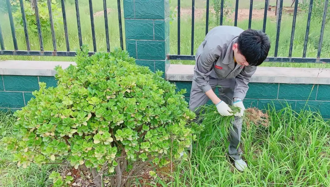 天然除雜草方法 天然除雜草方法