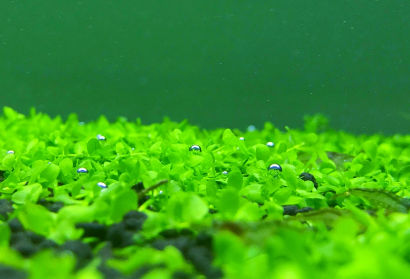 水草种植技巧 水草种植技巧