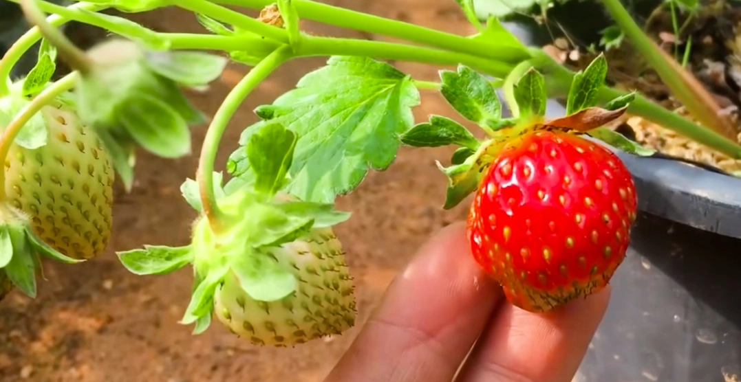 草莓種植方法 草莓種植方法