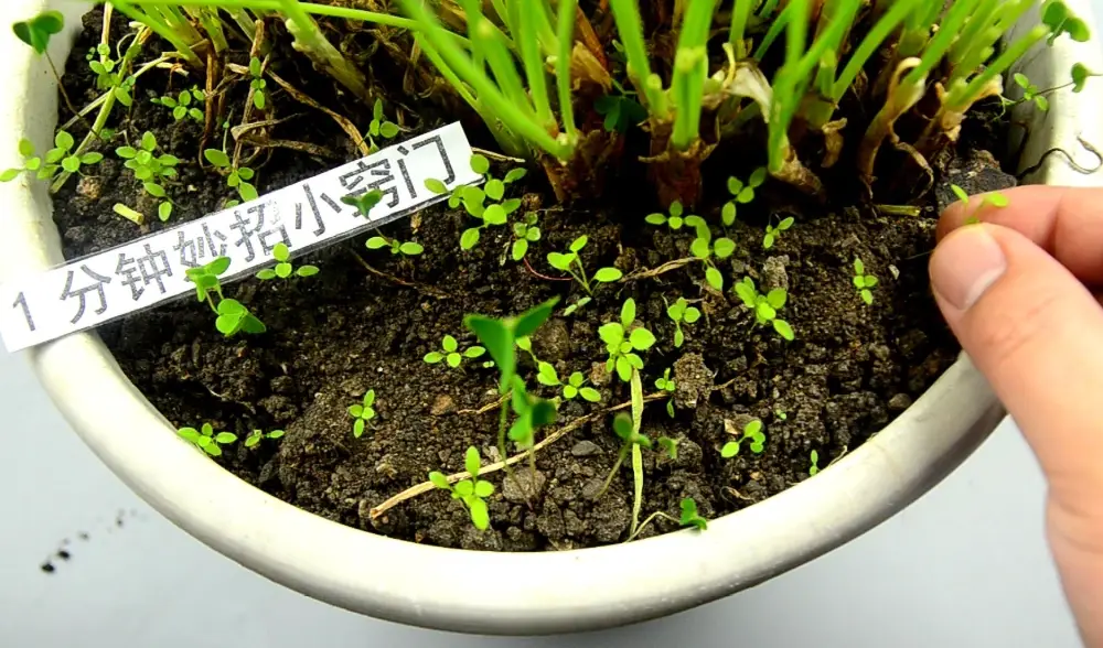 環保除草方法