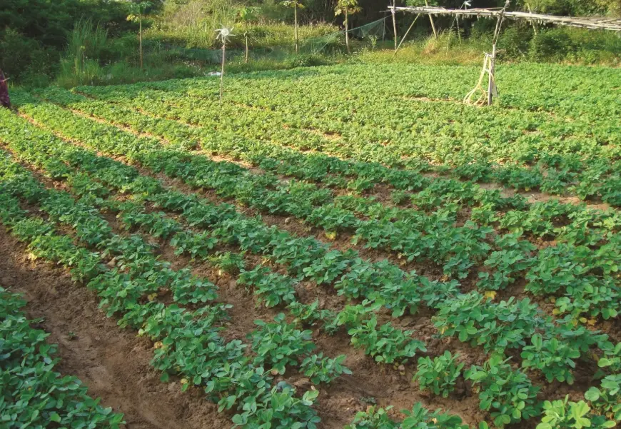 除草方法 除草方法
