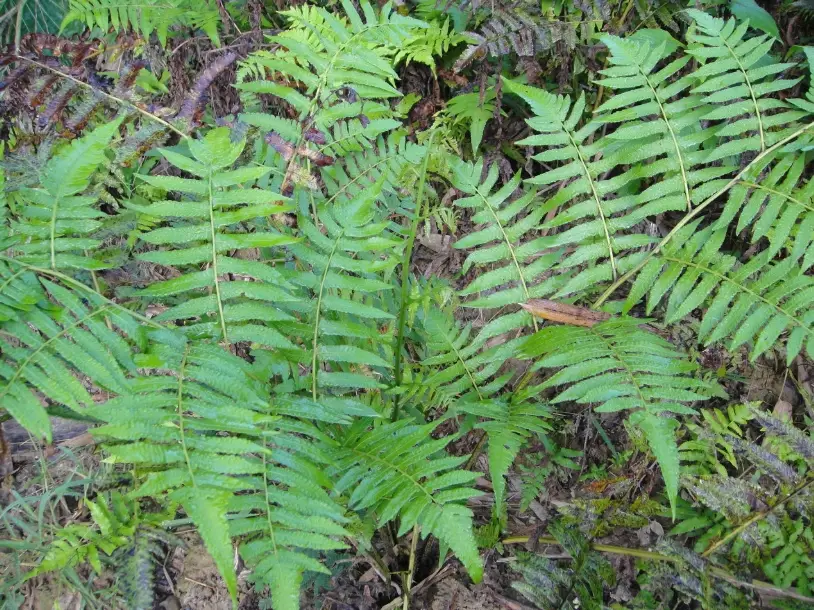 過溝菜蕨栽培 過溝菜蕨栽培