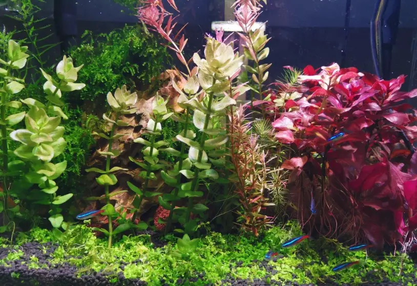 水草种植技巧 水草种植技巧