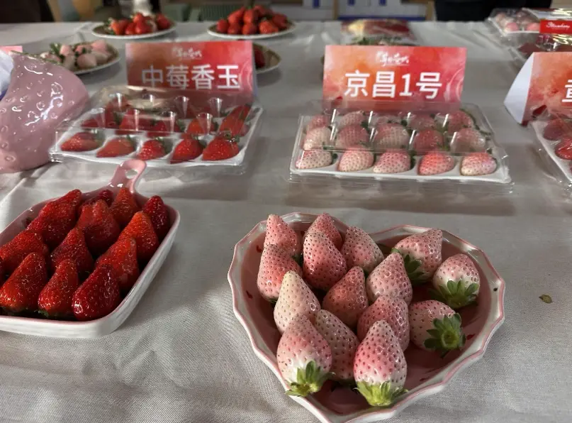 台灣草莓品種 台灣草莓品種