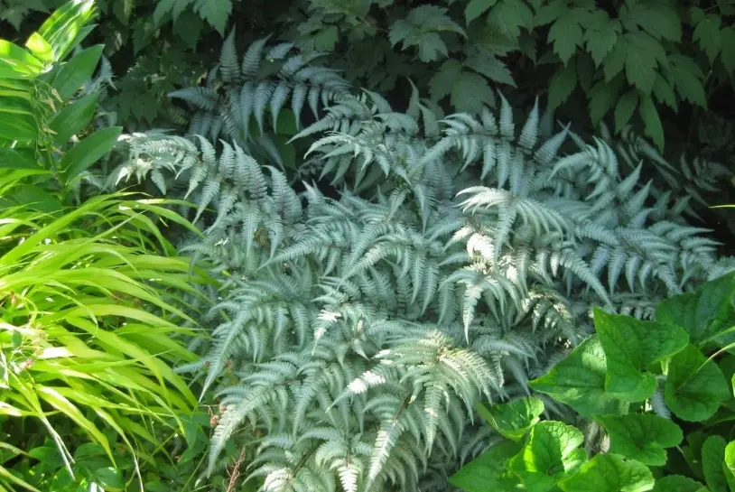 蕨類蔬菜 蕨類蔬菜