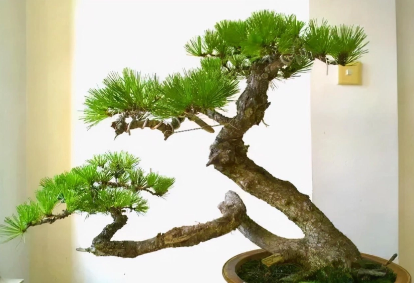 盆景矮化技巧 盆景矮化技巧