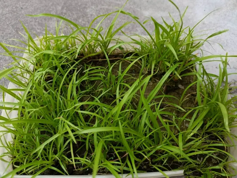 草坪種植技巧 草坪種植技巧