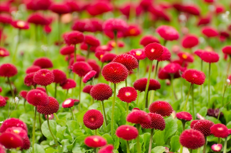 送紅色花禁忌 送紅色花禁忌