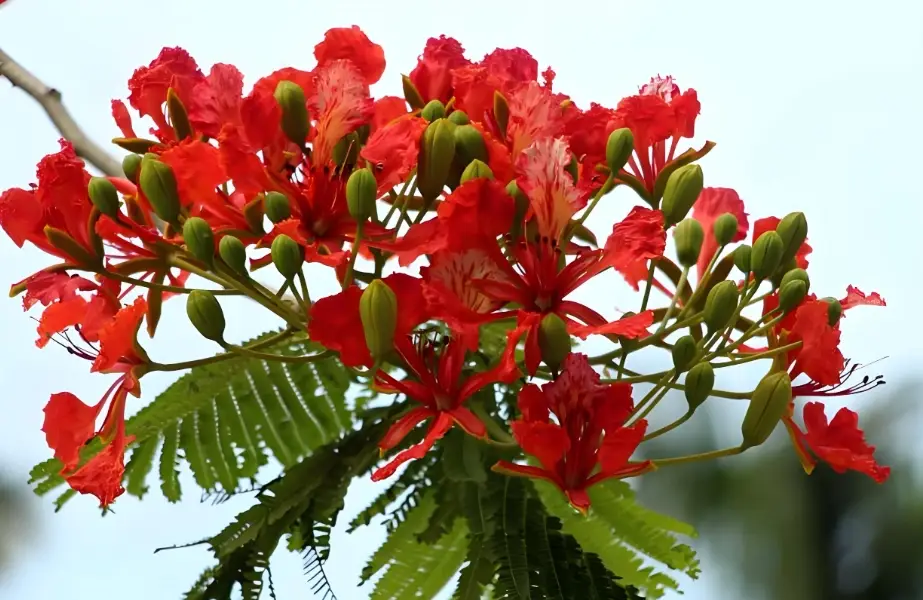 送紅色花禁忌 送紅色花禁忌