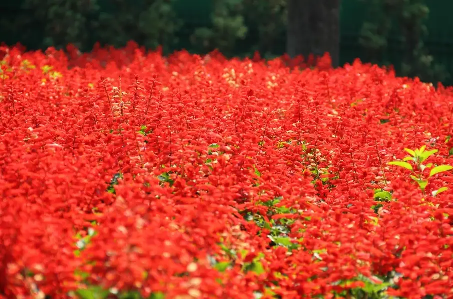 紅色花朵意義 紅色花朵意義