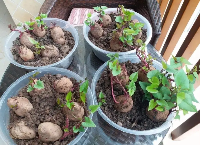 地瓜水耕 地瓜水耕