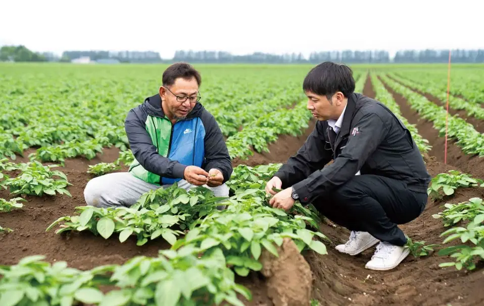 馬鈴薯種植時間 馬鈴薯種植時間