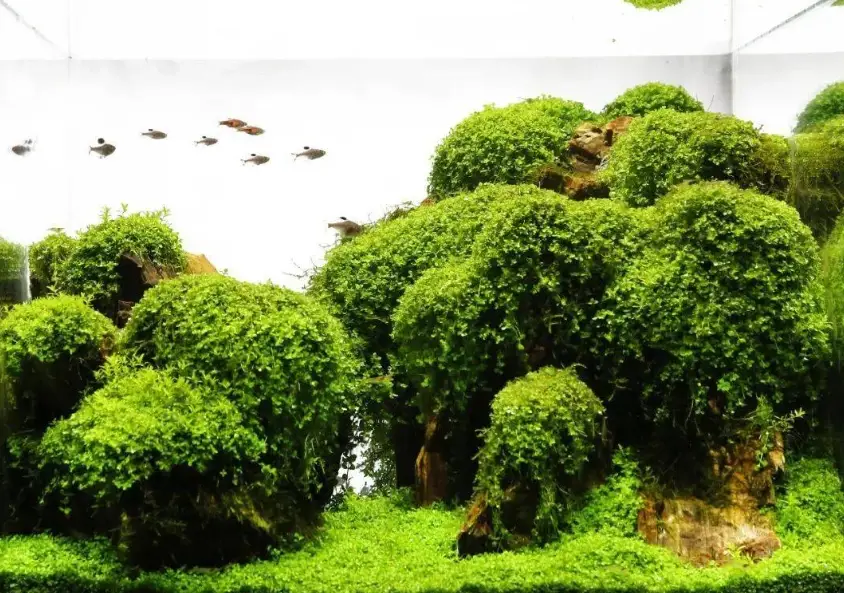 水族箱造景 水族箱造景