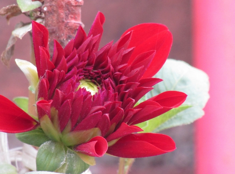 紅色花語 紅色花語