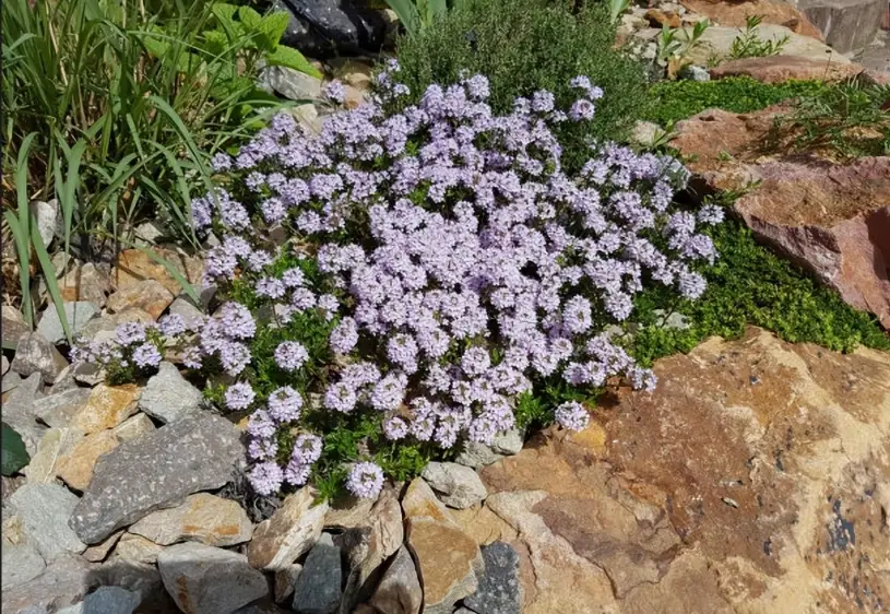 自然除草方法