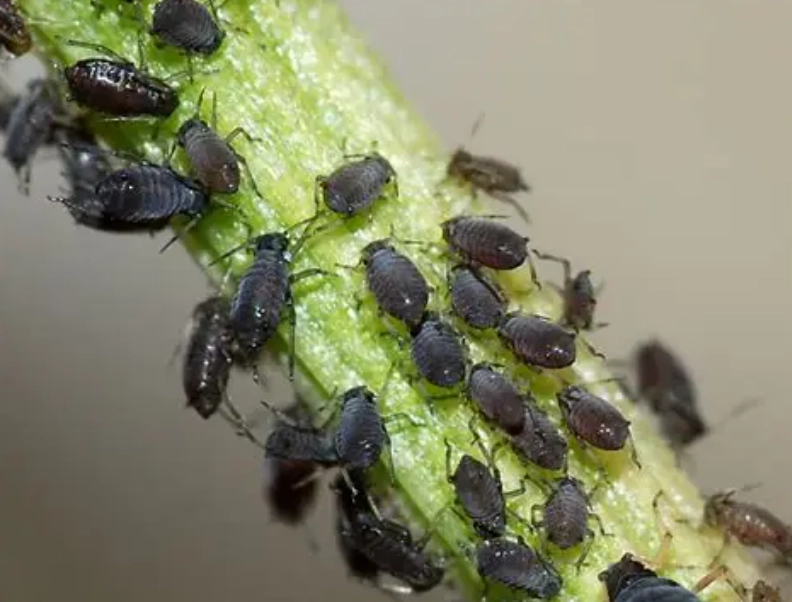 植物害蟲處理 植物害蟲處理