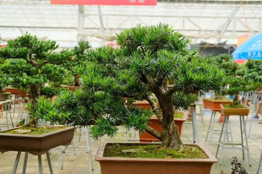 盆景矮化方法 盆景矮化方法