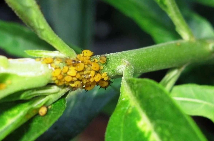 植物 病蟲害 辨識 植物 病蟲害 辨識