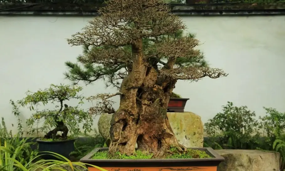 盆景矮化技巧 盆景矮化技巧
