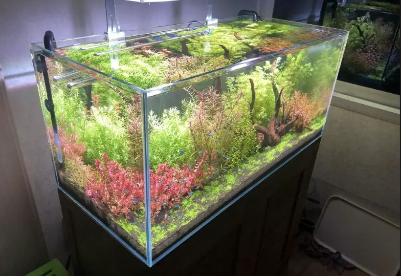 水族箱造景 水族箱造景