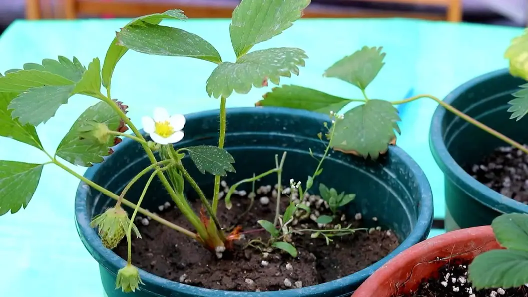 草莓種植條件 草莓種植條件