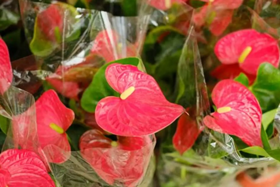 紅掌水耕 紅掌水耕
