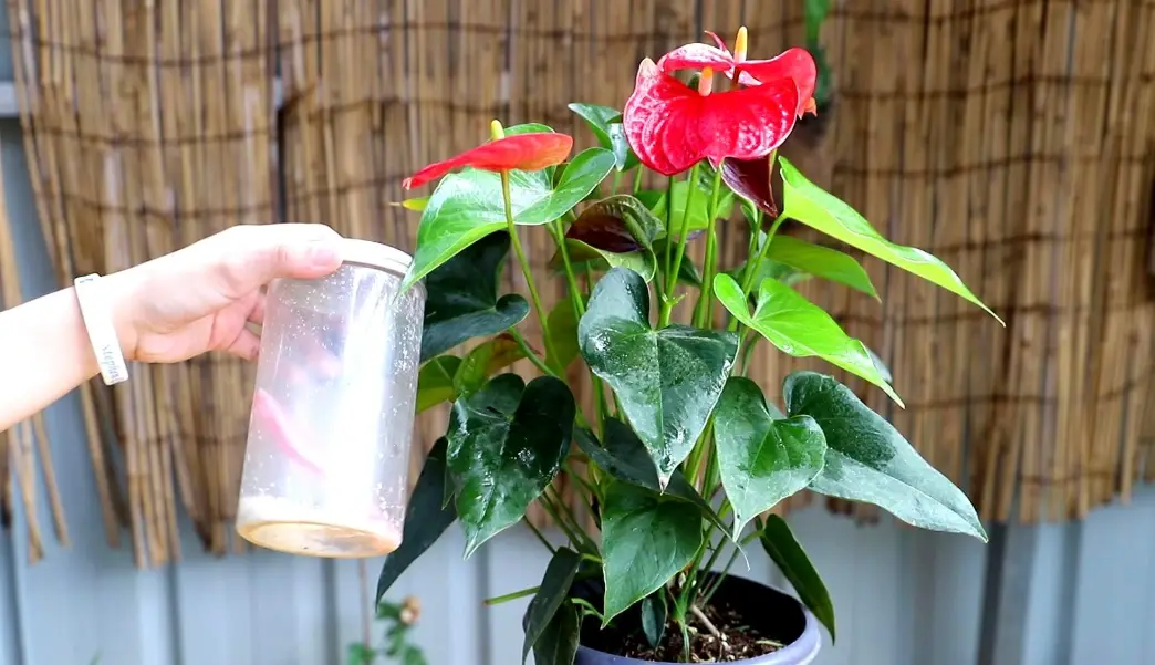 紅掌水養法
